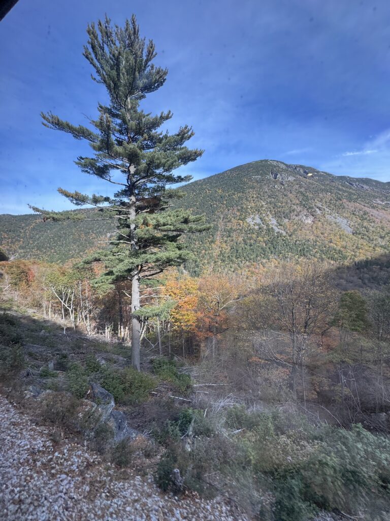 Tree and Willard Mountain
