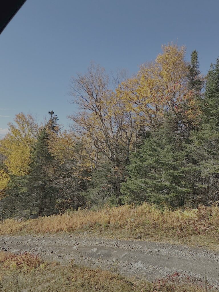 Foliage on the way down